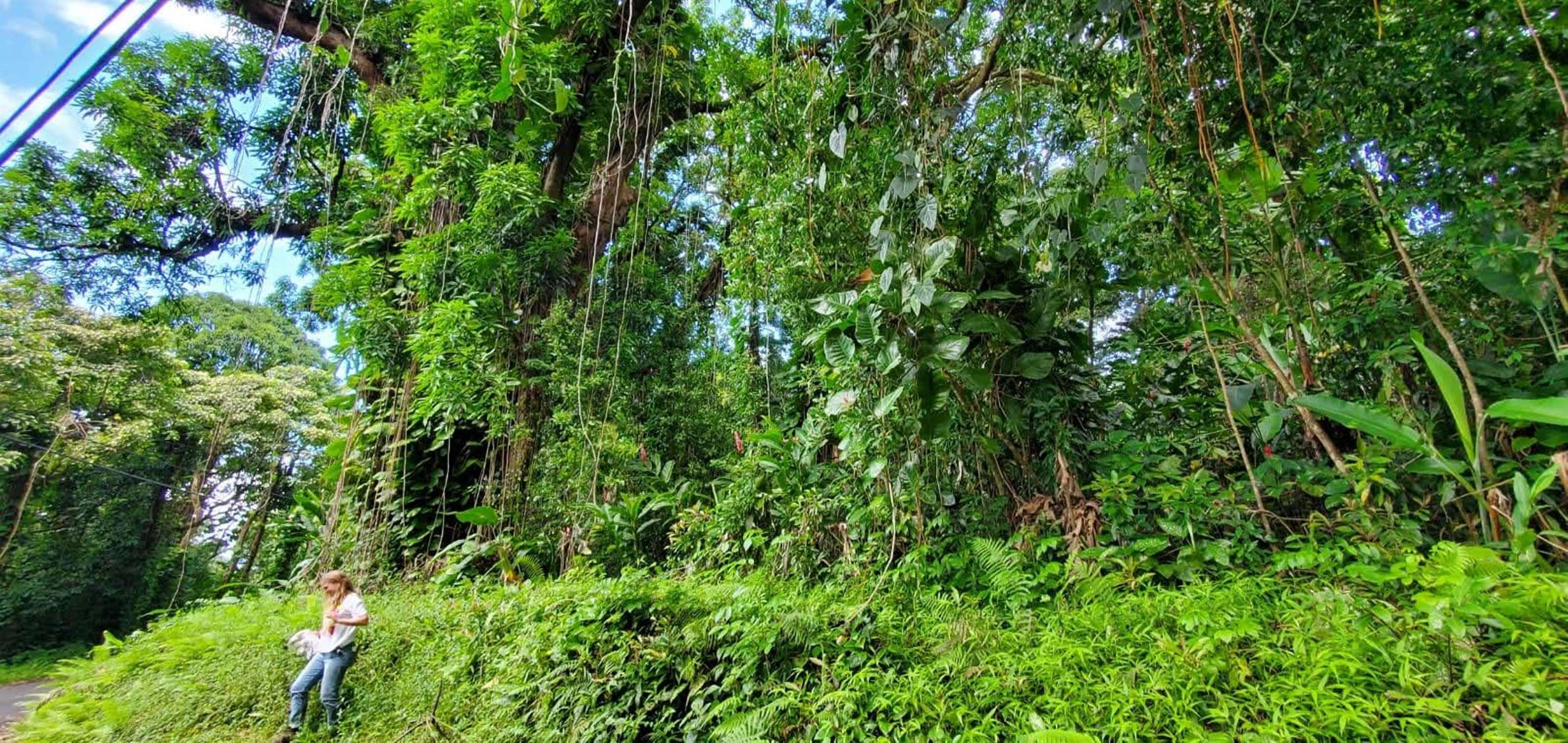 772 Nahiku Road Haiku, HI 96708 - Photo 12 of 30 a view of a lush green forest