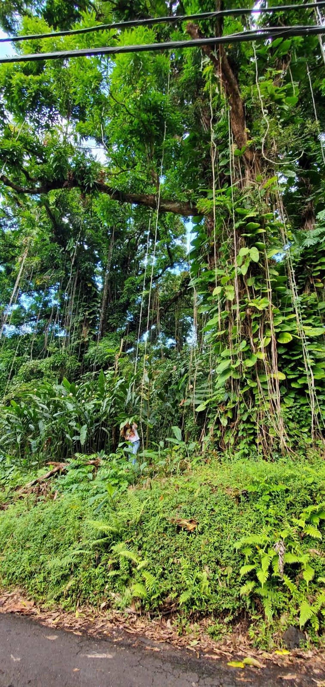 772 Nahiku Road Haiku, HI 96708 - Photo 13 of 30 a view of a garden