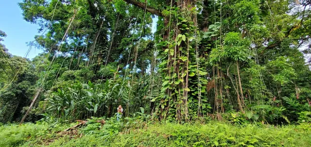 $325,000 | 772 Nahiku Road, Haiku, HI 96708