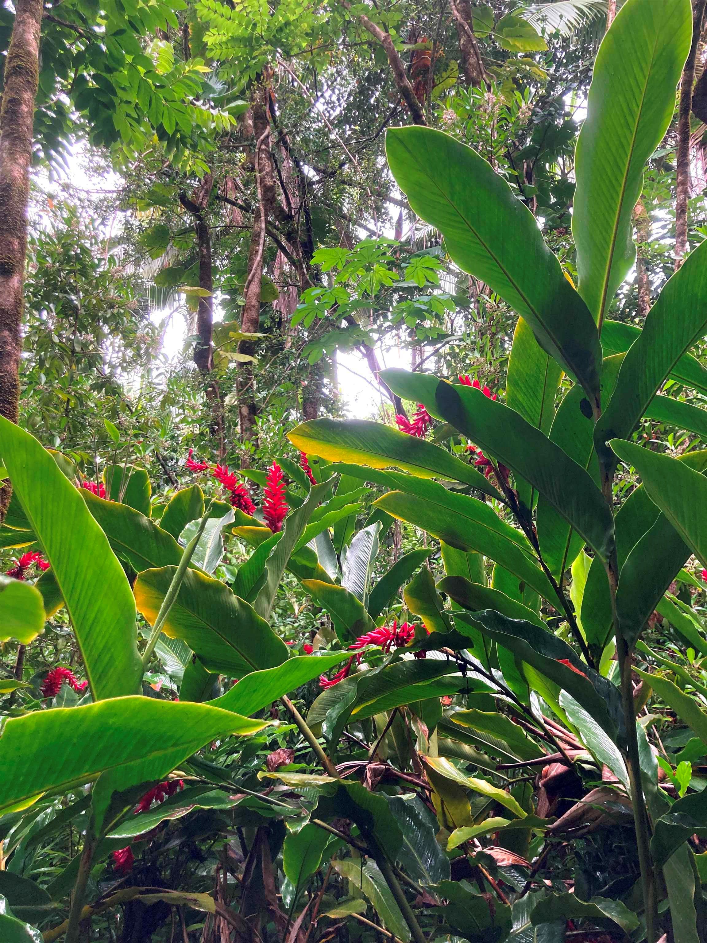 772 Nahiku Road Haiku, HI 96708 - Photo 14 of 30