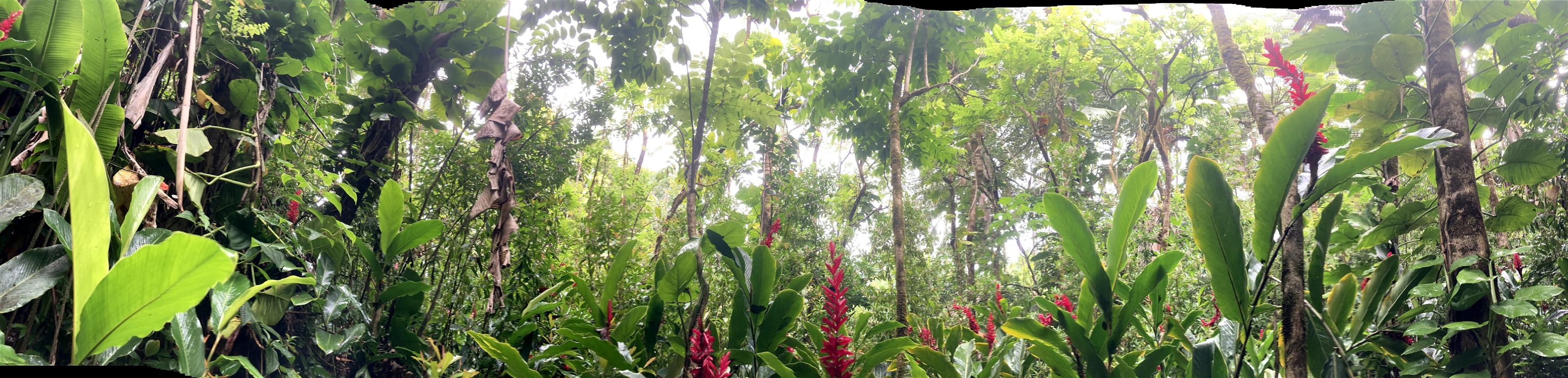 772 Nahiku Road Haiku, HI 96708 - Photo 15 of 30 a close up of a plant
