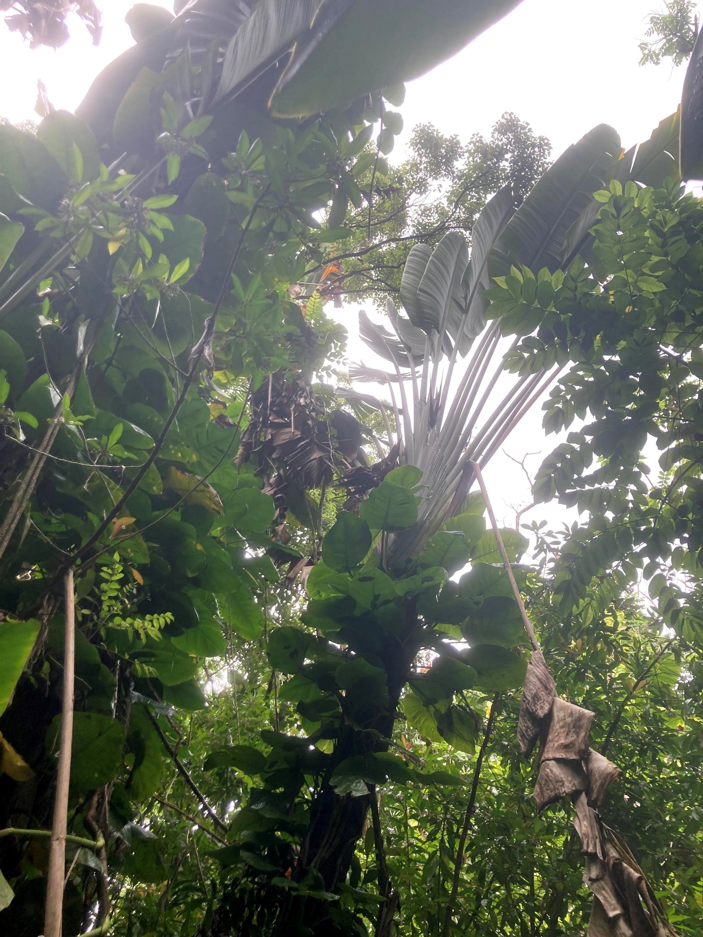 772 Nahiku Road Haiku, HI 96708 - Photo 16 of 30 a view of plant