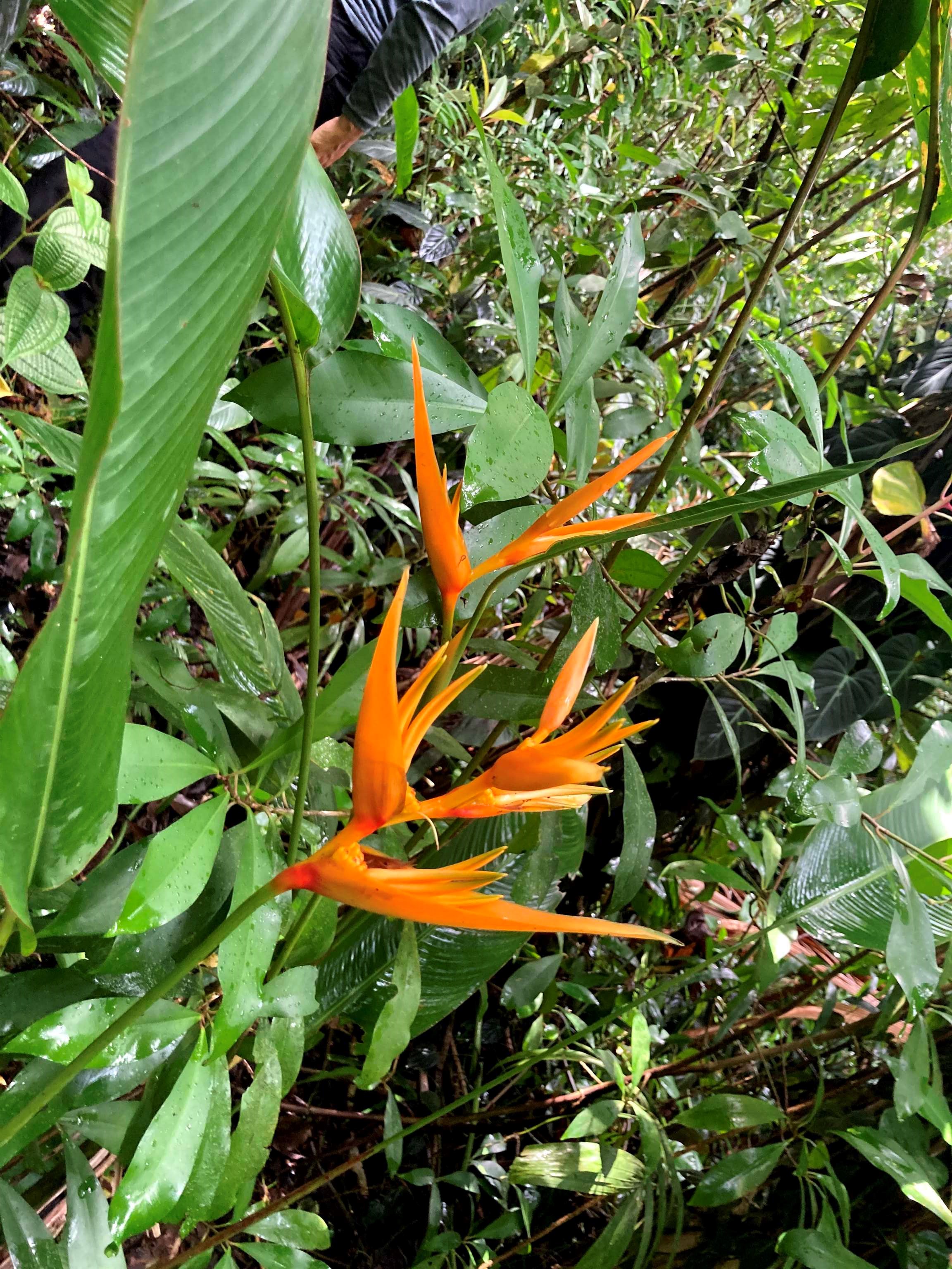 772 Nahiku Road Haiku, HI 96708 - Photo 17 of 30