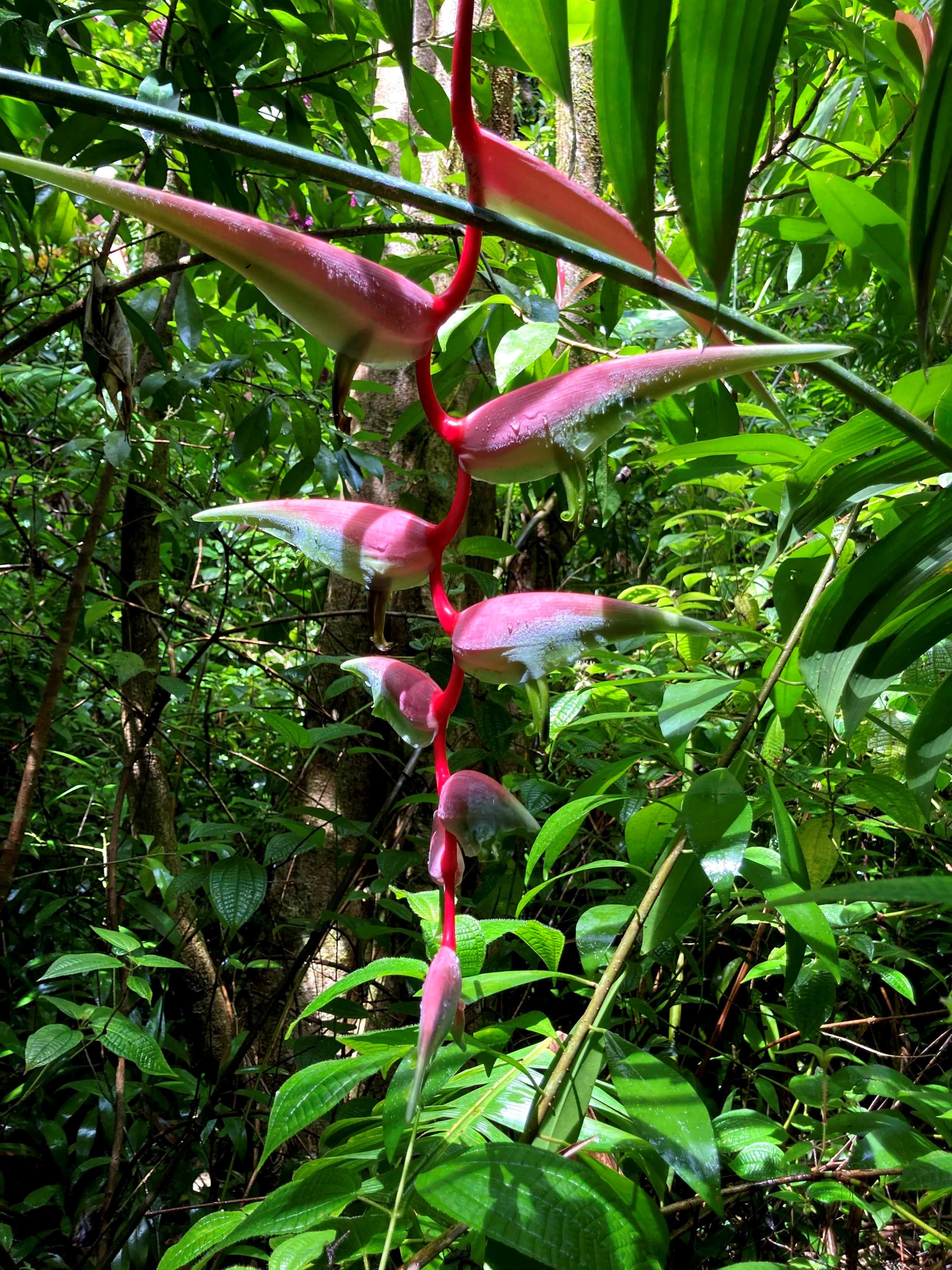 772 Nahiku Road Haiku, HI 96708 - Photo 18 of 30 a view of a yard with plants and large trees