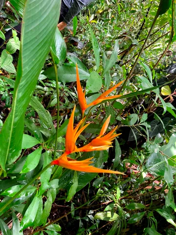 $325,000 | 772 Nahiku Road, Haiku, HI 96708