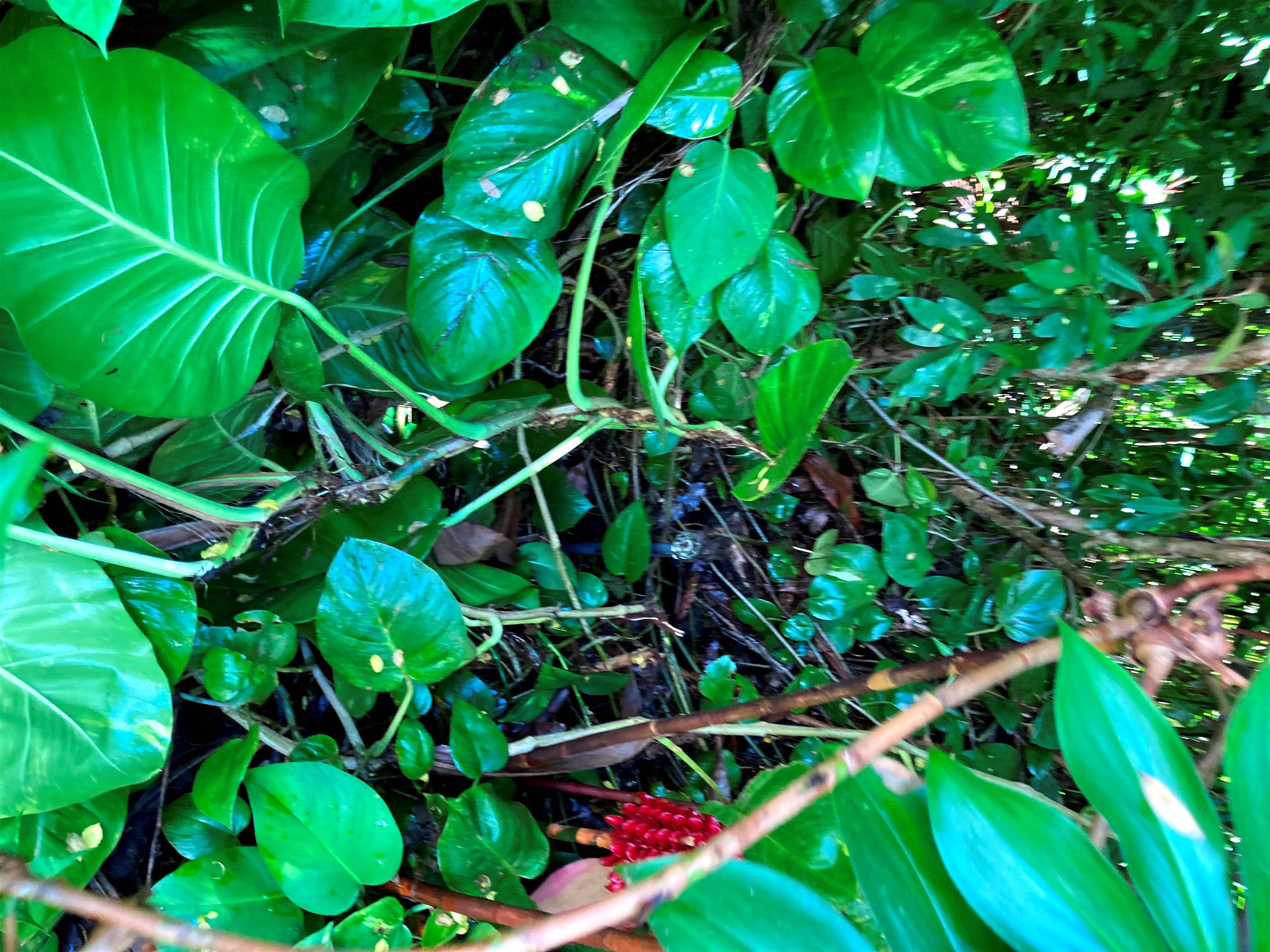 772 Nahiku Road Haiku, HI 96708 - Photo 19 of 30 a backyard of a house