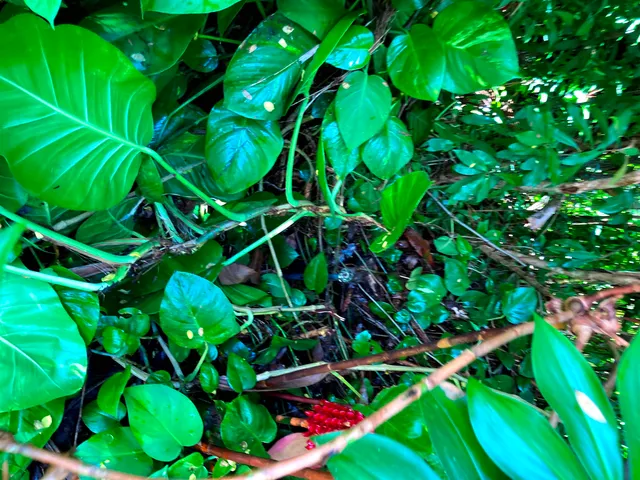 $325,000 | 772 Nahiku Road, Haiku, HI 96708