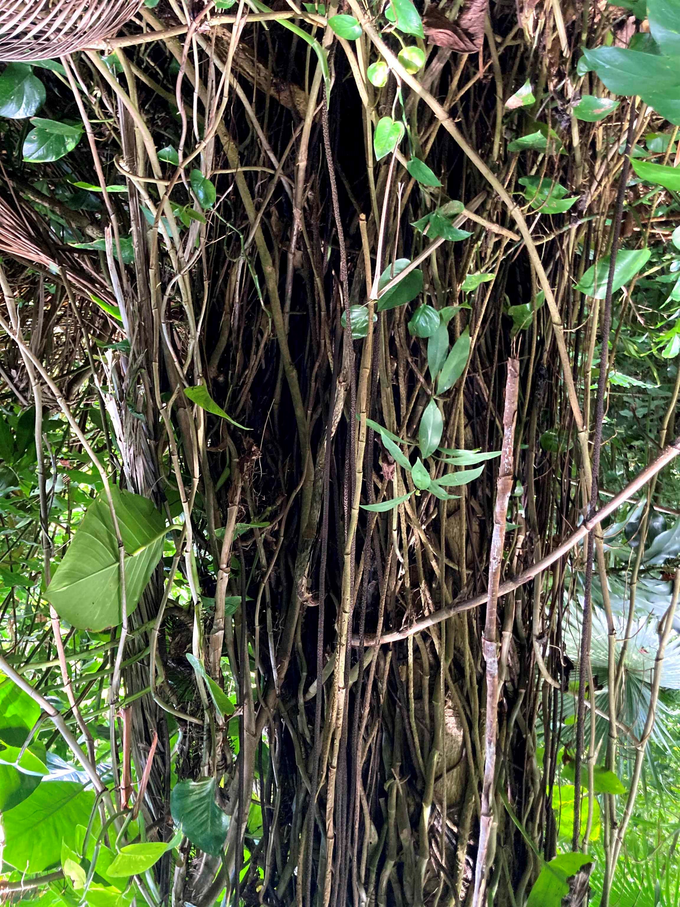 772 Nahiku Road Haiku, HI 96708 - Photo 20 of 30 a view of a plant