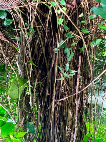 $325,000 | 772 Nahiku Road, Haiku, HI 96708