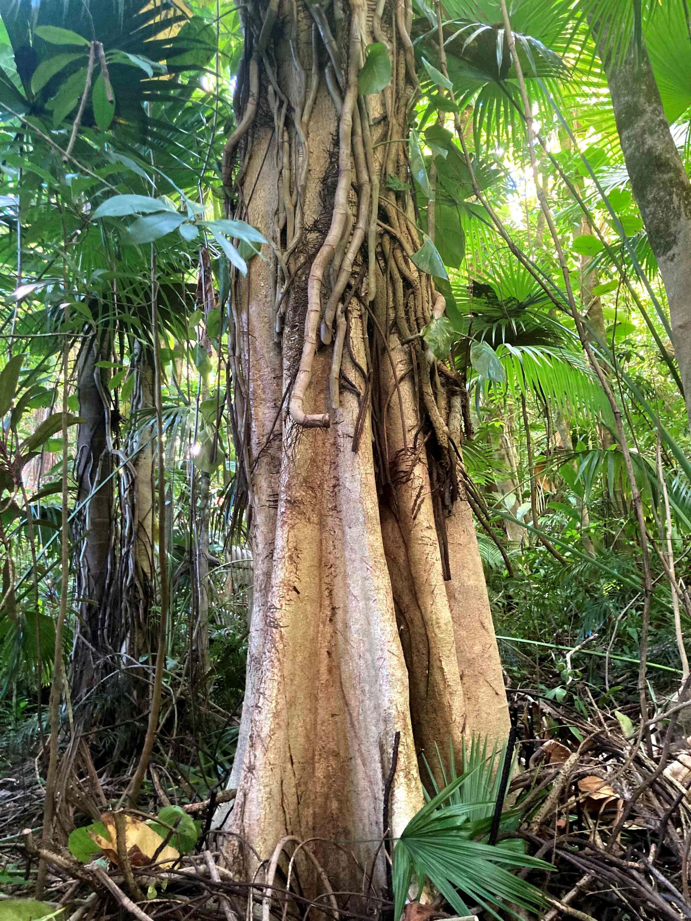 772 Nahiku Road Haiku, HI 96708 - Photo 22 of 30