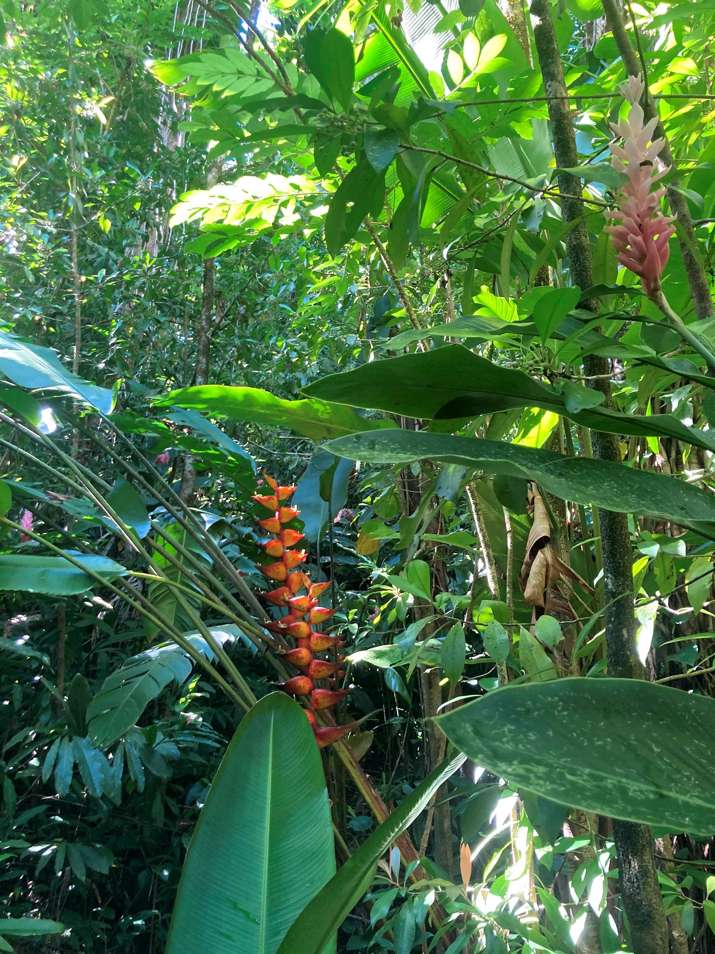 772 Nahiku Road Haiku, HI 96708 - Photo 23 of 30 a backyard of a house with lots of green space