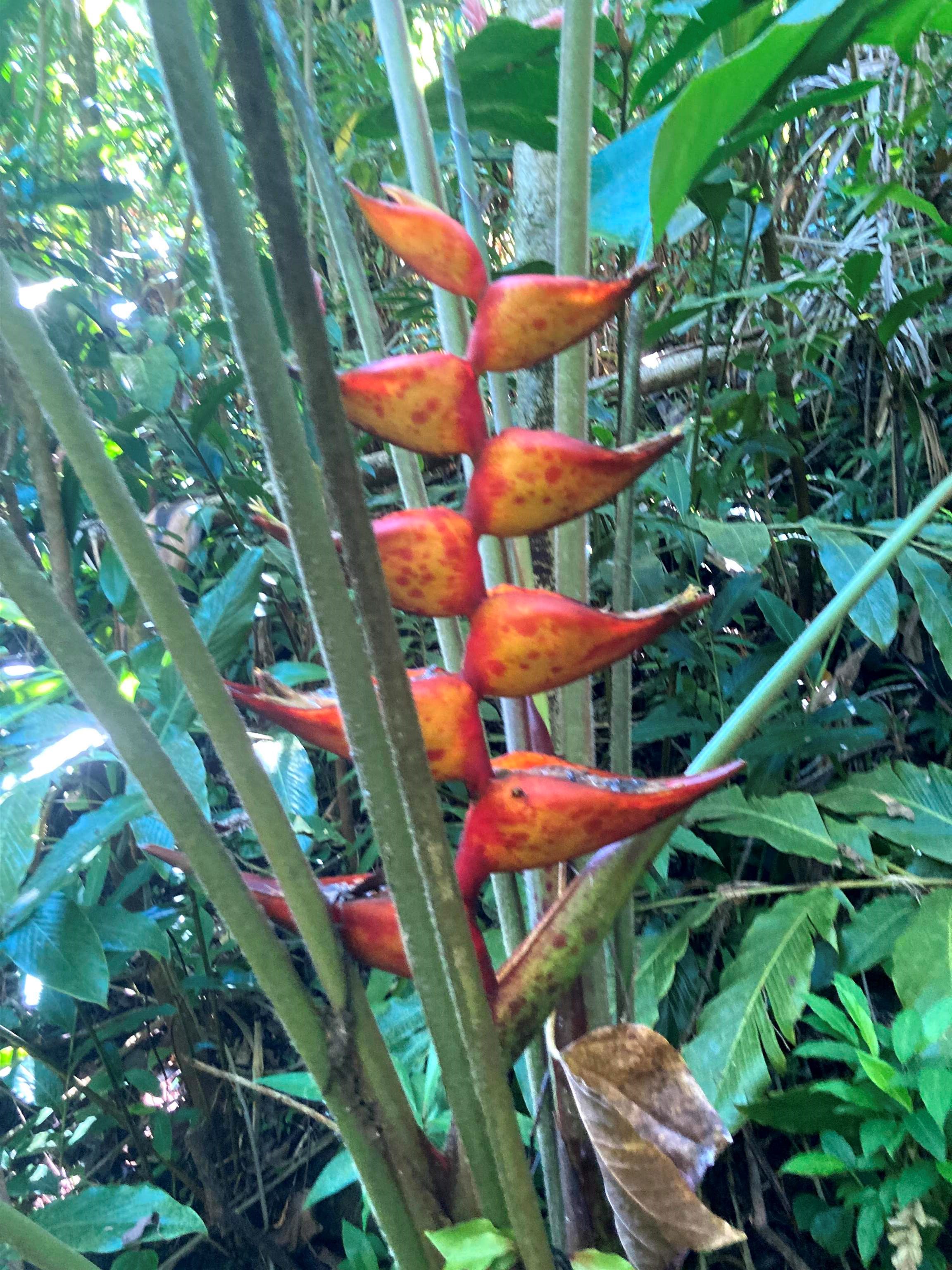 772 Nahiku Road Haiku, HI 96708 - Photo 24 of 30