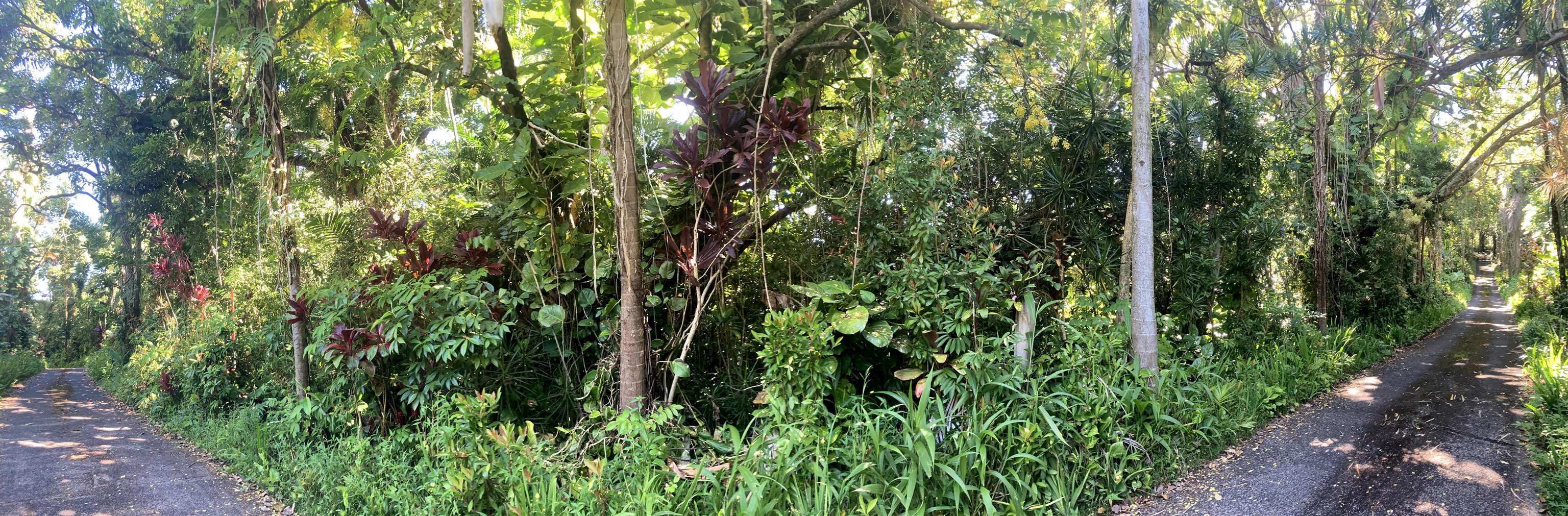 772 Nahiku Road Haiku, HI 96708 - Photo 25 of 30 a view of a lush green forest