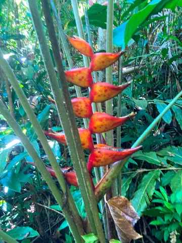 $325,000 | 772 Nahiku Road, Haiku, HI 96708