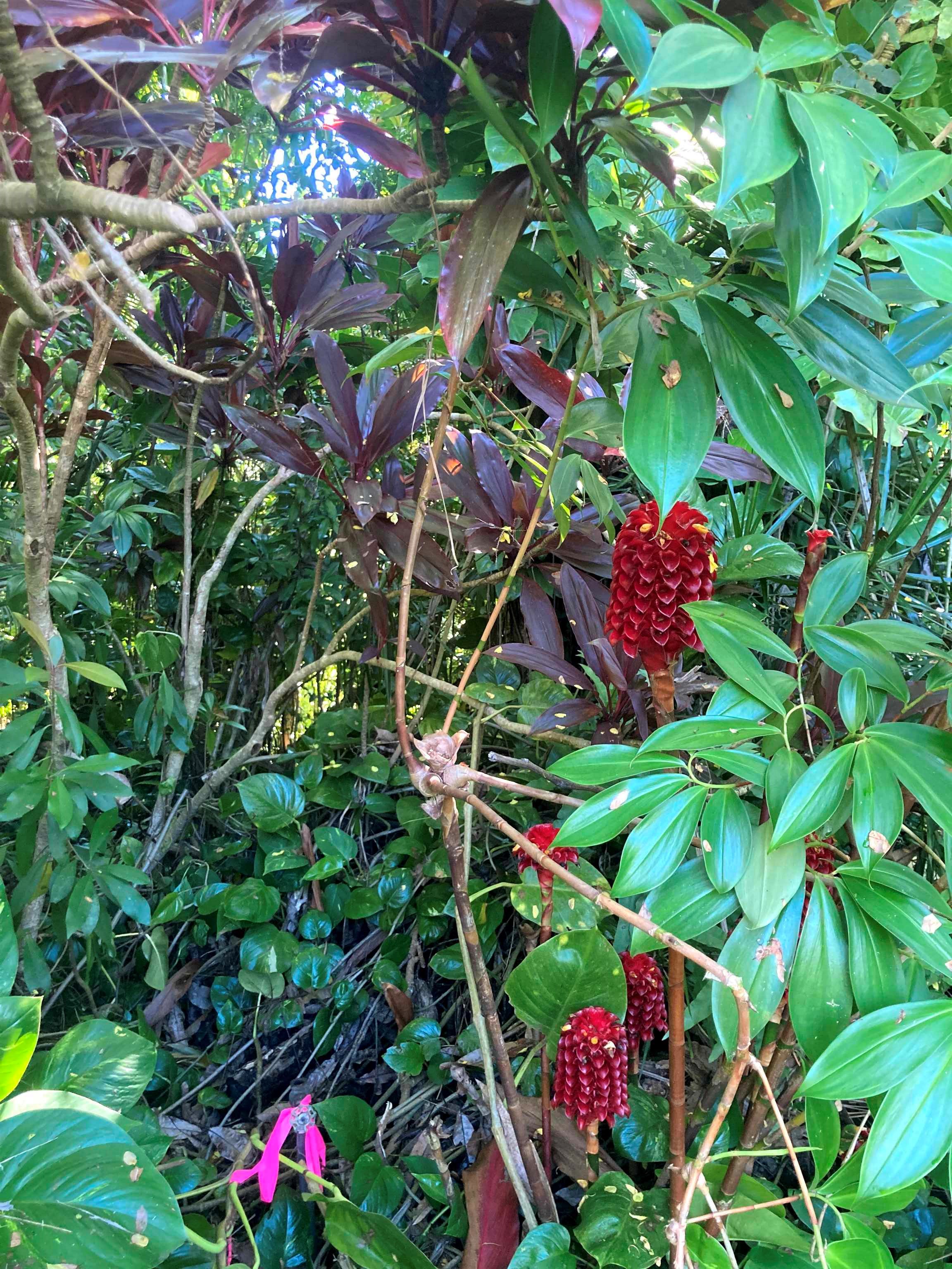 772 Nahiku Road Haiku, HI 96708 - Photo 26 of 30 a picture of flowers