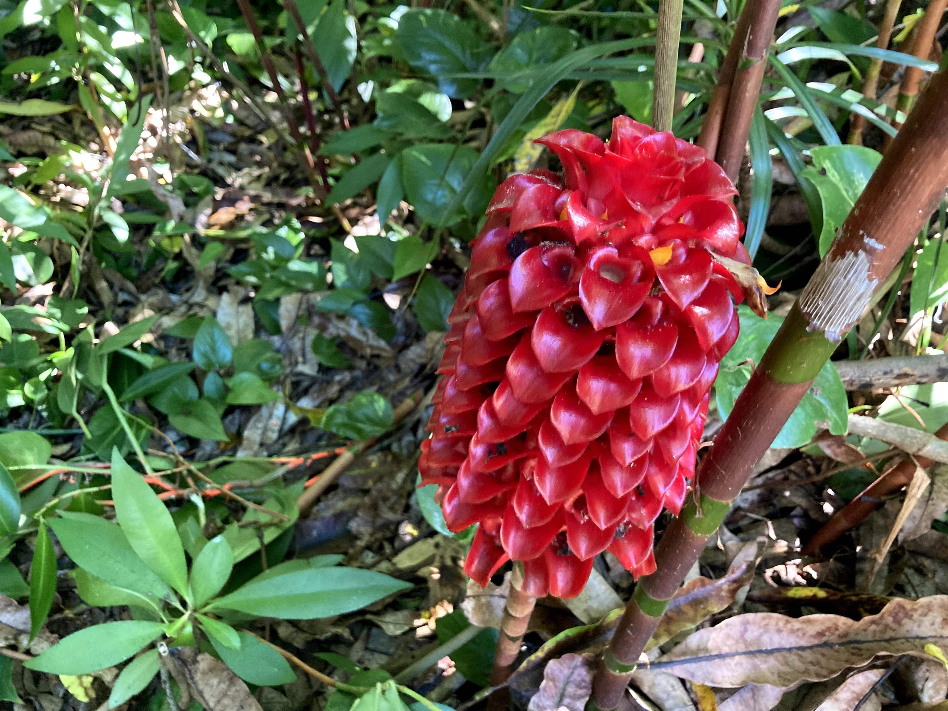 772 Nahiku Road Haiku, HI 96708 - Photo 28 of 30