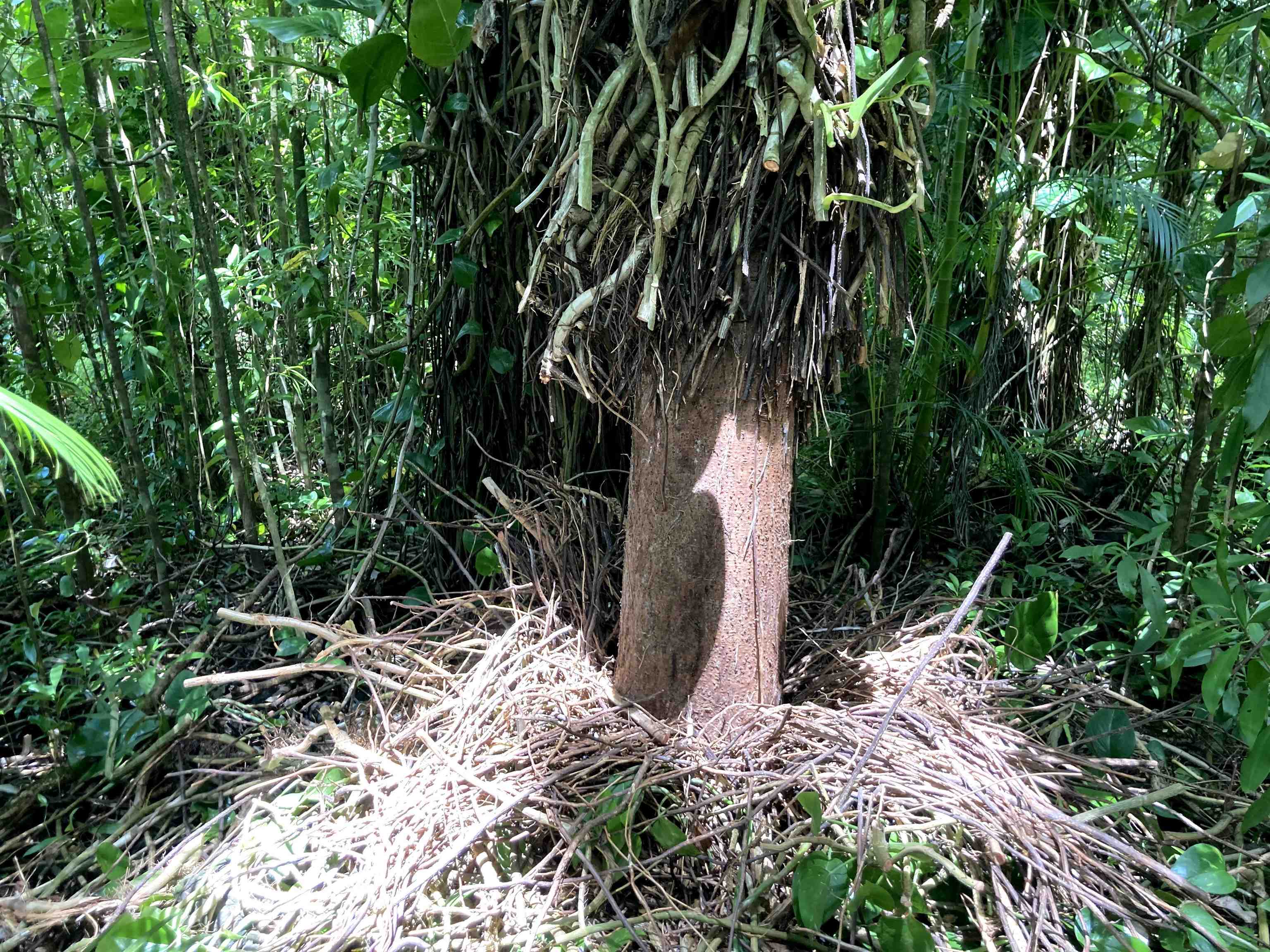 772 Nahiku Road Haiku, HI 96708 - Photo 29 of 30 a view of a yard with plants and trees