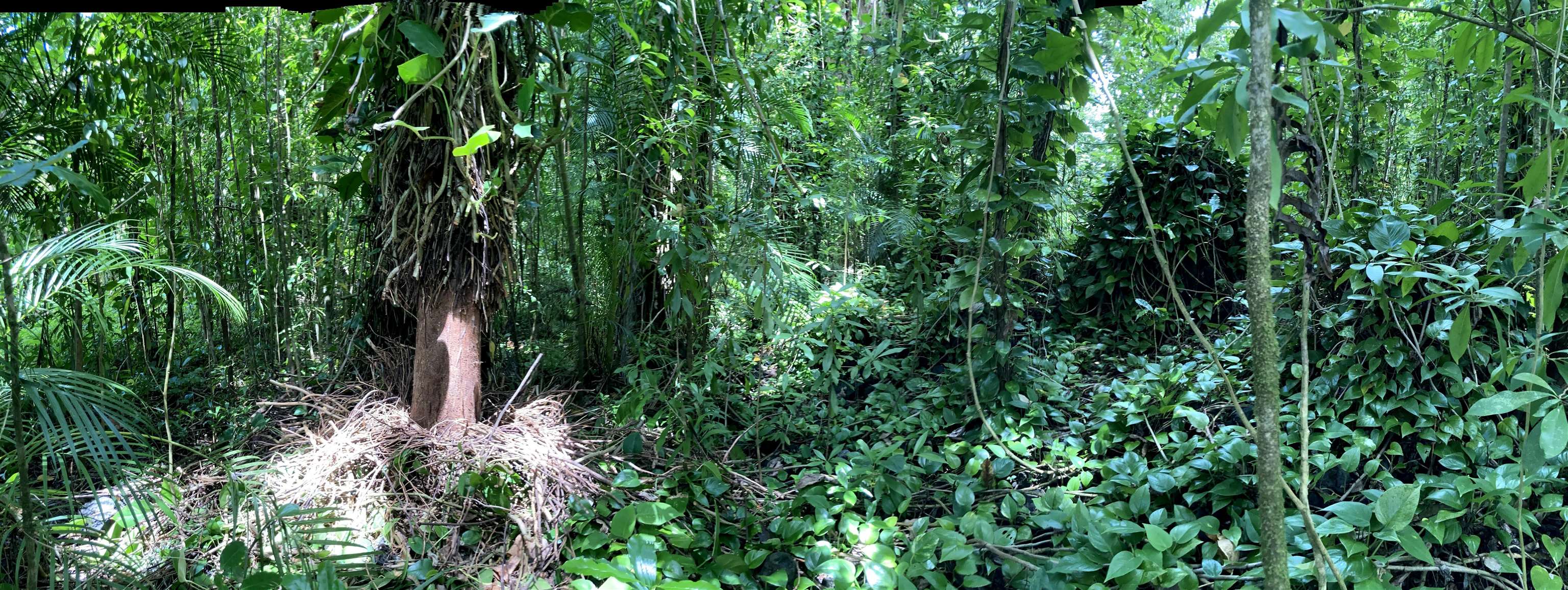 772 Nahiku Road Haiku, HI 96708 - Photo 30 of 30 a view of a garden