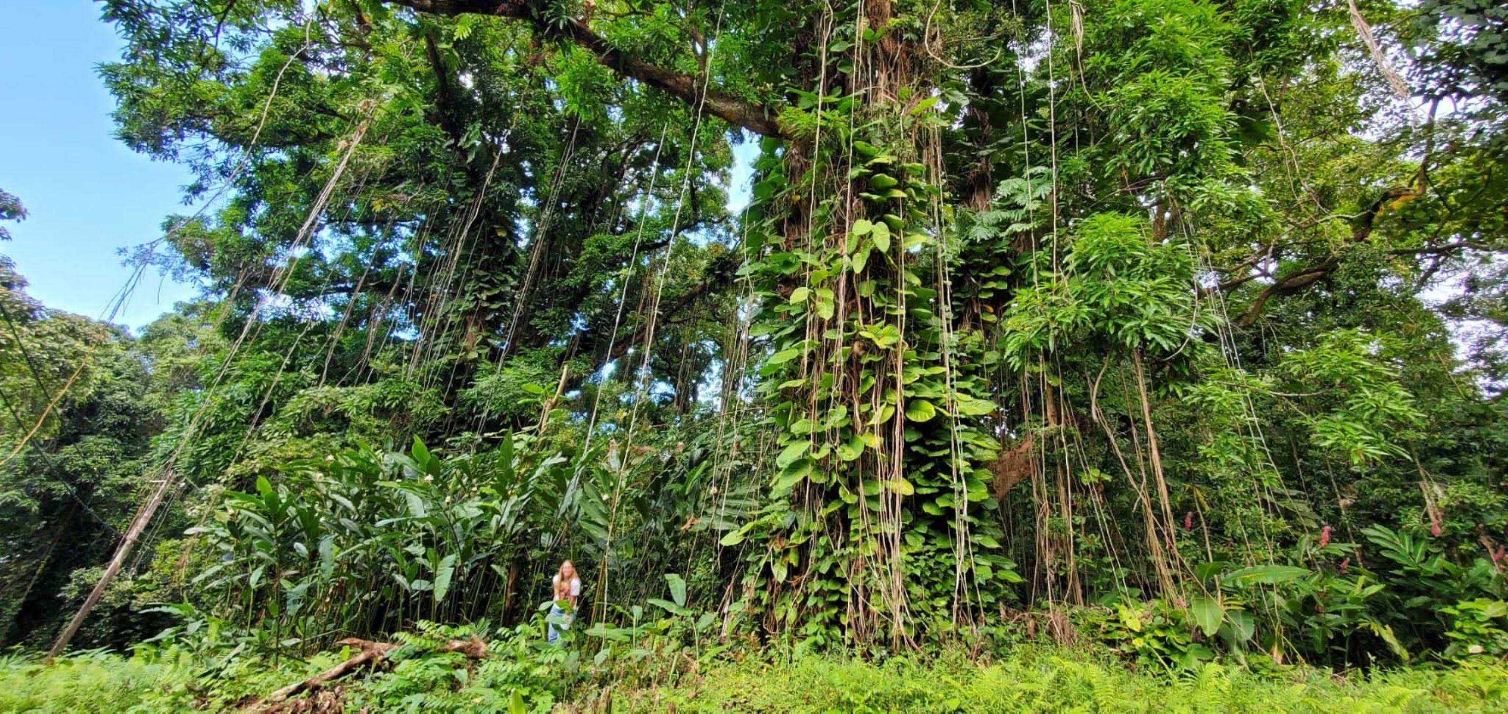 772 Nahiku Road Haiku, HI 96708 - Photo 4 of 30