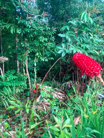 $325,000 | 772 Nahiku Road, Haiku, HI 96708