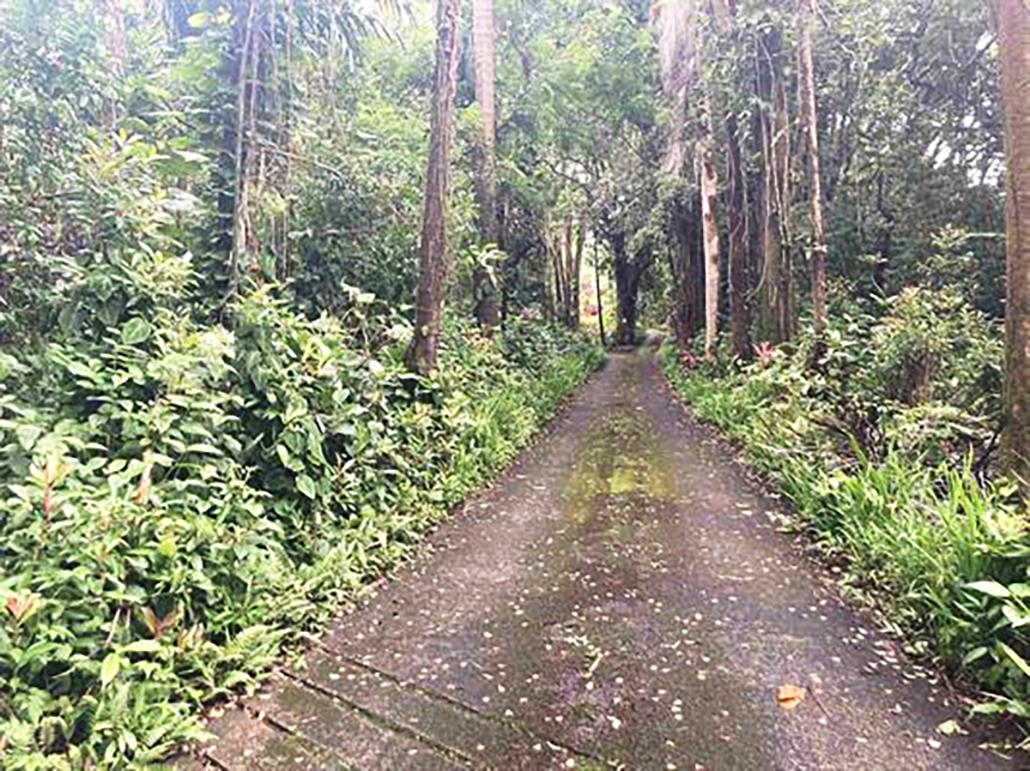 772 Nahiku Road Haiku, HI 96708 - Photo 5 of 30 a view of a pathway covered with flower plants