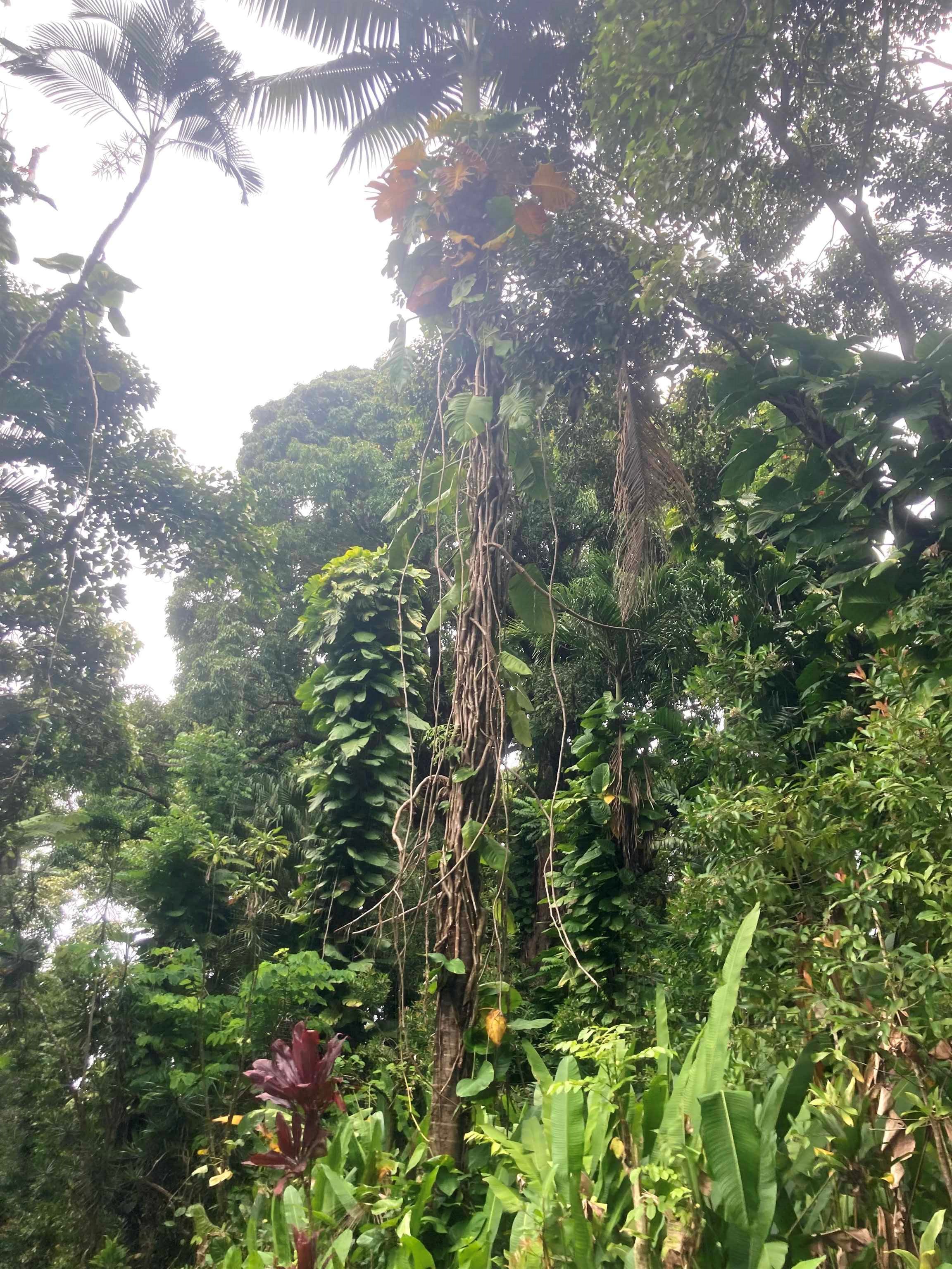 772 Nahiku Road Haiku, HI 96708 - Photo 8 of 30 a view of a garden