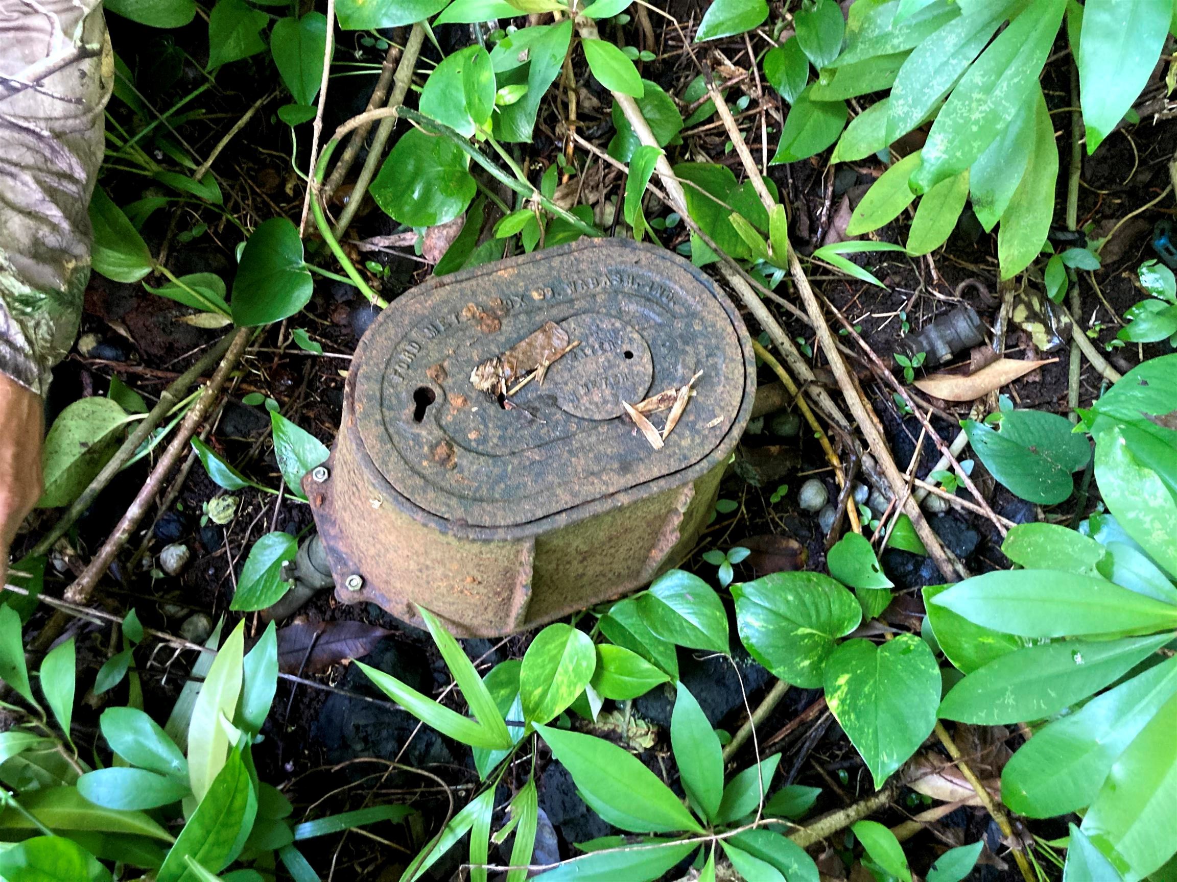 772 Nahiku Road Haiku, HI 96708 - Photo 9 of 30 a bird view of a plant