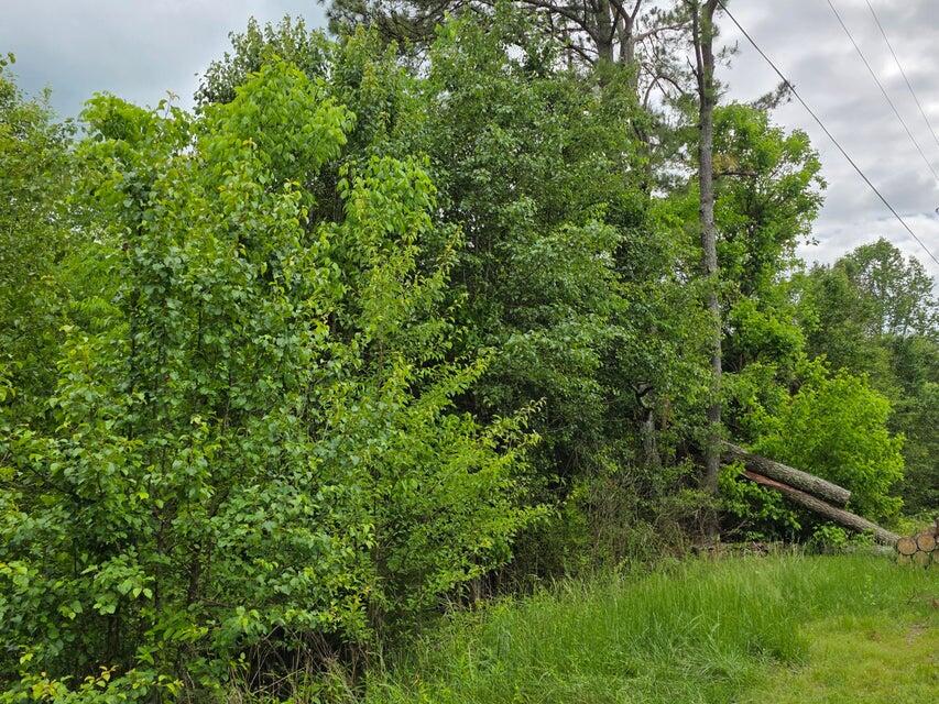 0 County Road, Unit 101 Riceville, TN 37370 - Photo 2 of 5 20250506144703504058000000-o