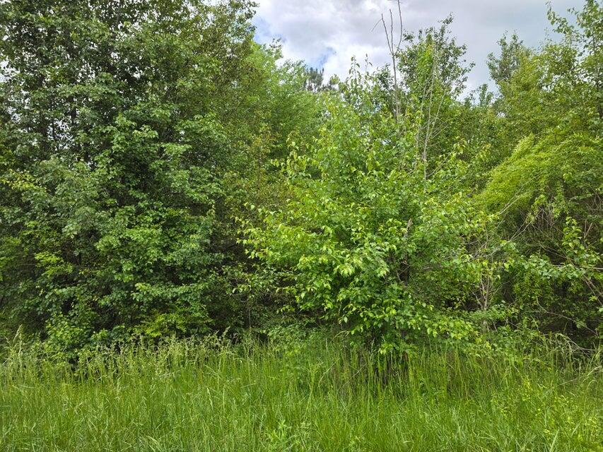 0 County Road, Unit 101 Riceville, TN 37370 - Photo 3 of 5 20250506144707628811000000-o