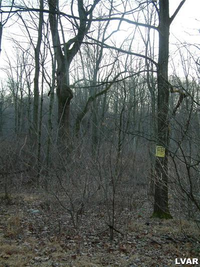 0 Heyer Mill Road Nazareth, PA 18064 - Photo 3 of 3 a view of a forest with a tree