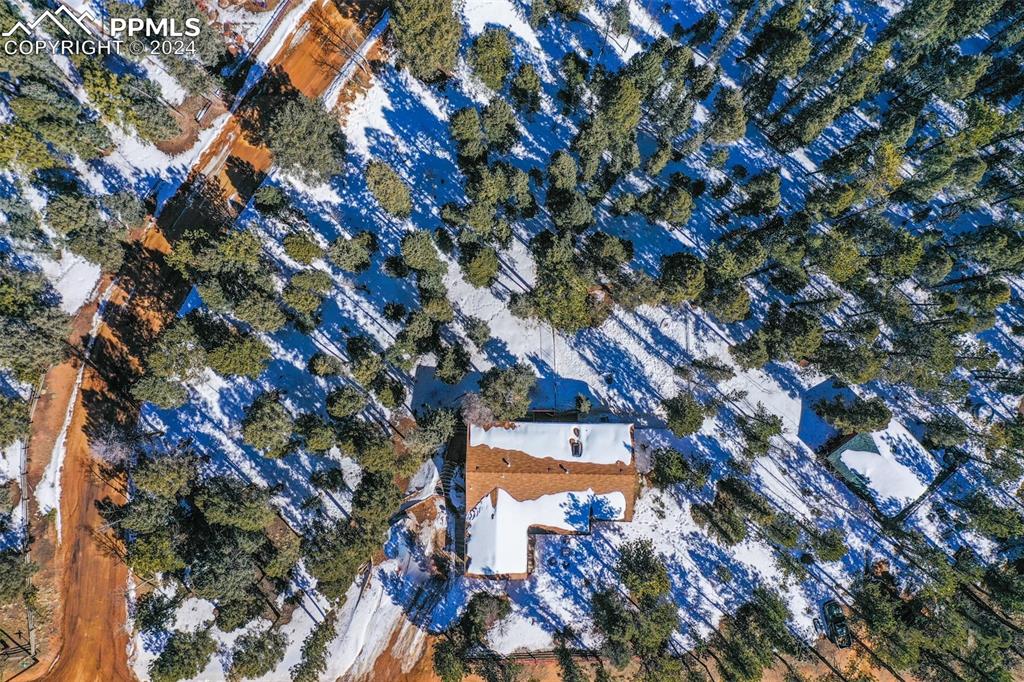 833 Spring Valley Drive Divide, CO 80814 - Photo 39 of 50 a picture of tree