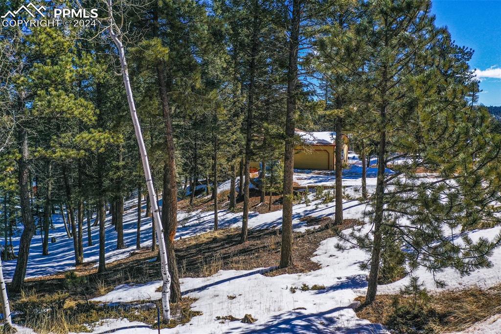 833 Spring Valley Drive Divide, CO 80814 - Photo 40 of 50 a view of a forest