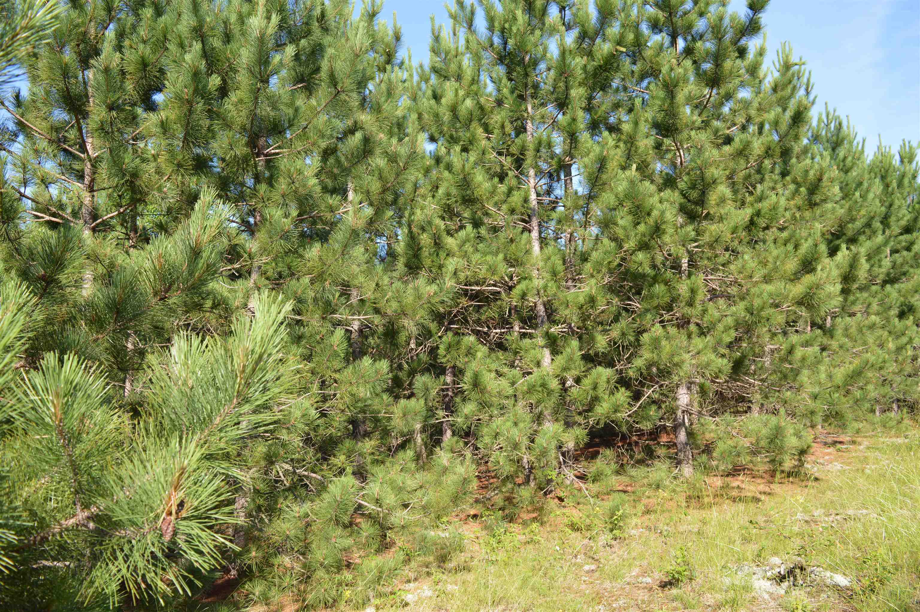 Northeast Holly Road, Unit LOT: A Kalkaska, MI 49646 - Photo 27 of 27