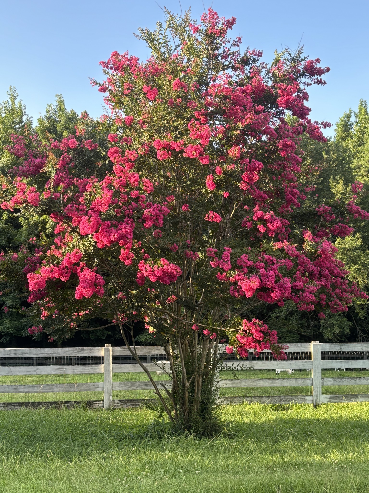 1221 Johnson Branch Road Pulaski, TN 38478 - Photo 13 of 98