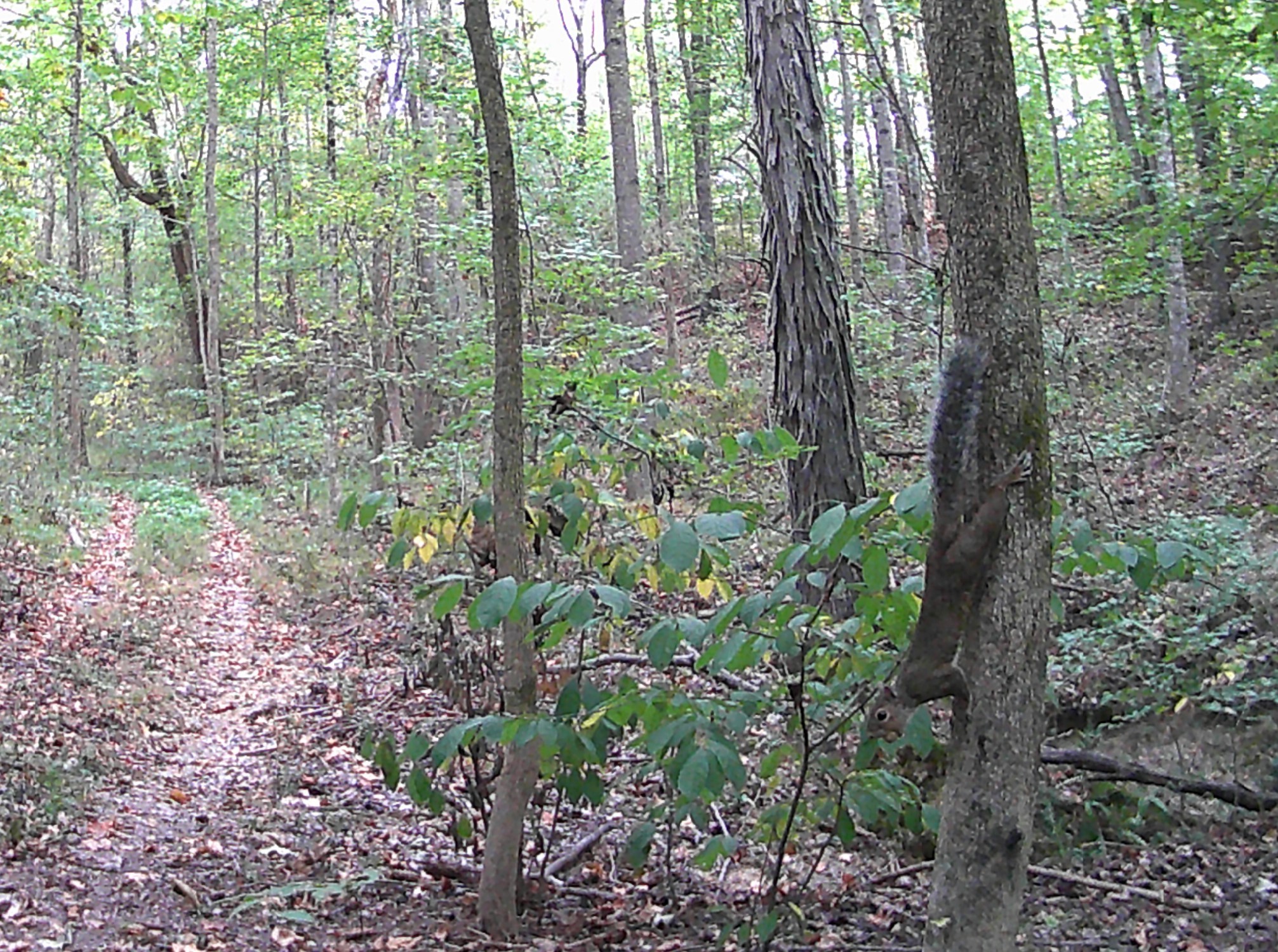 1221 Johnson Branch Road Pulaski, TN 38478 - Photo 94 of 98