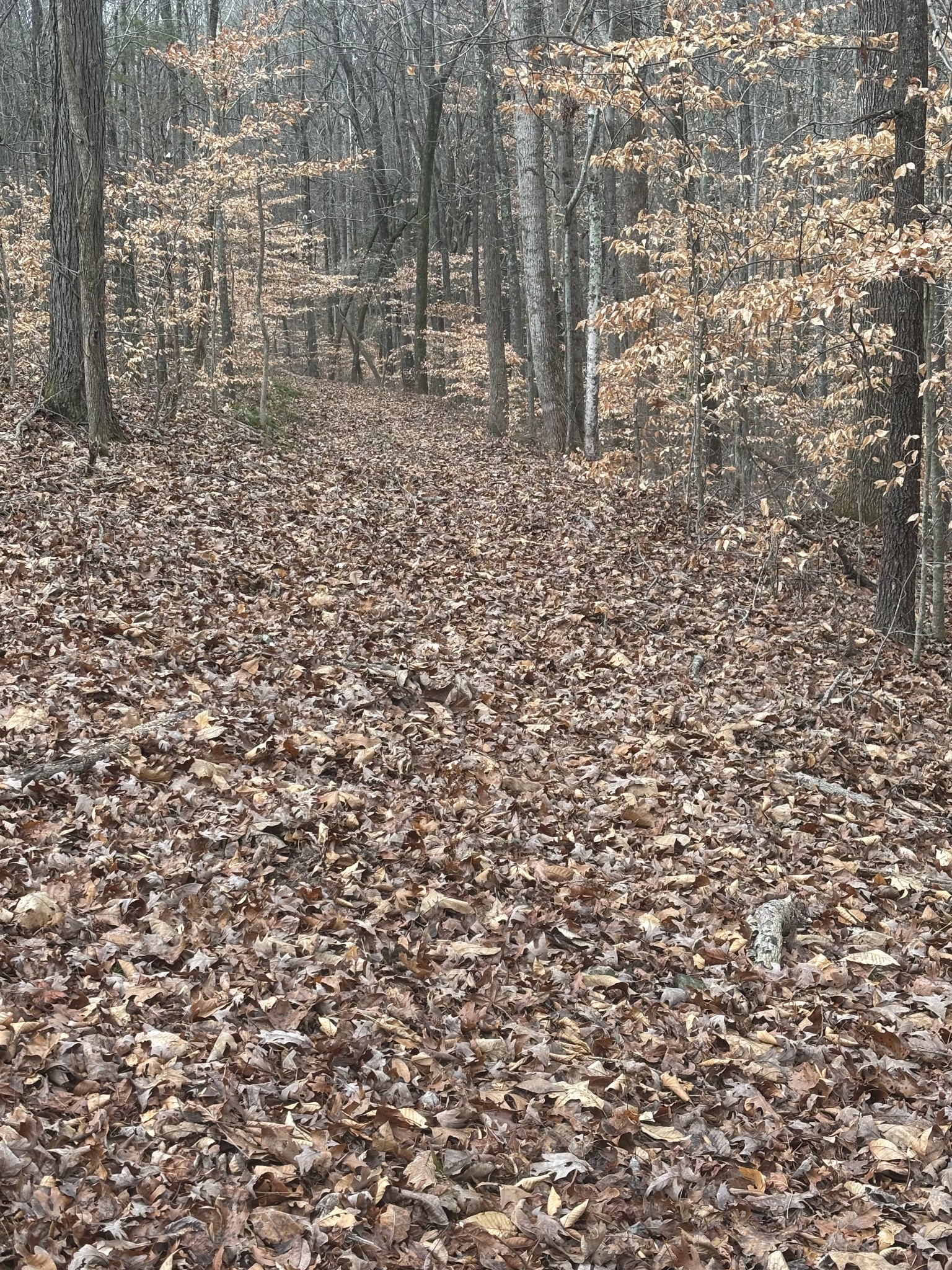 1221 Johnson Branch Road Pulaski, TN 38478 - Photo 95 of 98