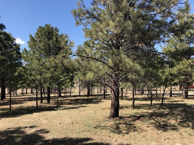 Lot 65 Patron Road Rociada, NM 87742 - Photo 8 of 14
