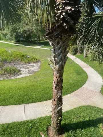a view of a golf ground with large trees