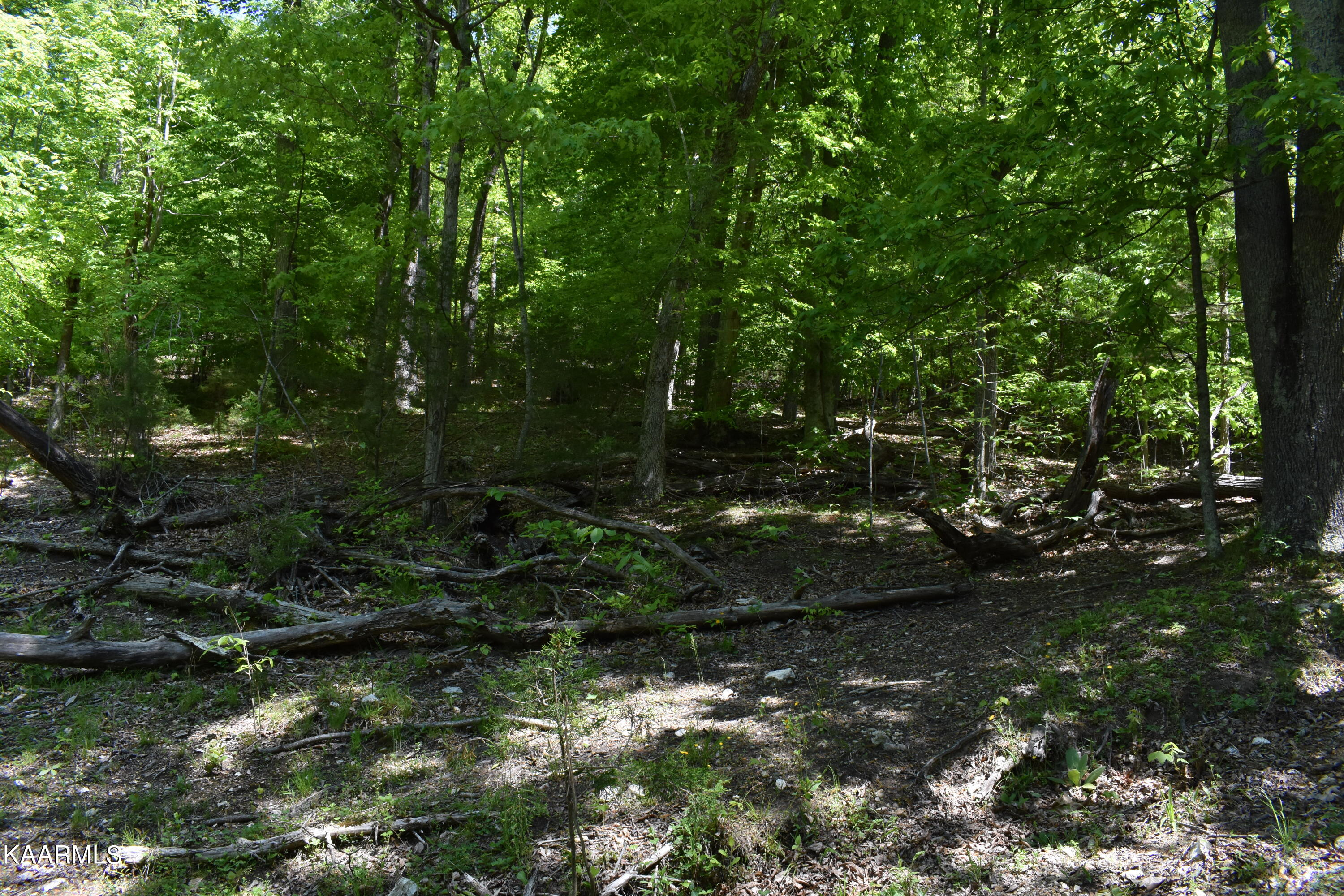 7736 Mulberry Gap Road Tazewell, TN 37879 - Photo 22 of 52 DSC_3104