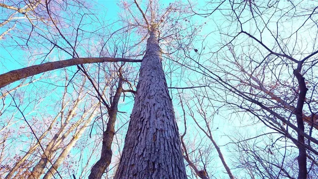 $946,517 | 3498 State Highway East, Zalma, MO 63787