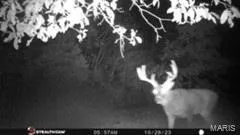 $946,517 | 3498 State Highway East, Zalma, MO 63787