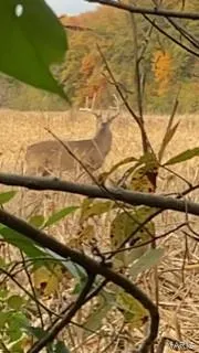 $946,517 | 3498 State Highway East, Zalma, MO 63787