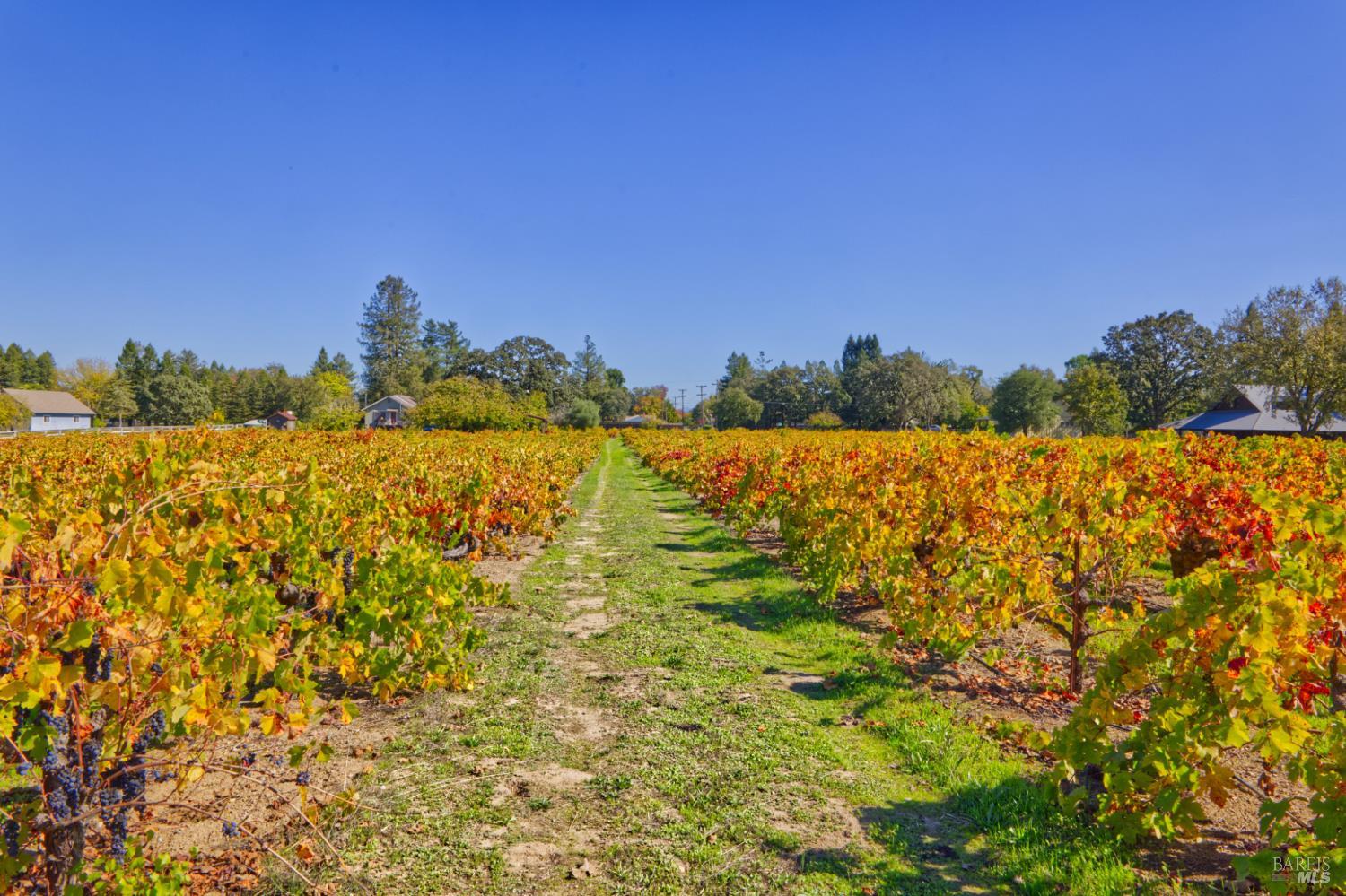 1623 Willowside Road Santa Rosa, CA 95401 - Photo 37 of 47 a view of a large yard with plants and a large tree