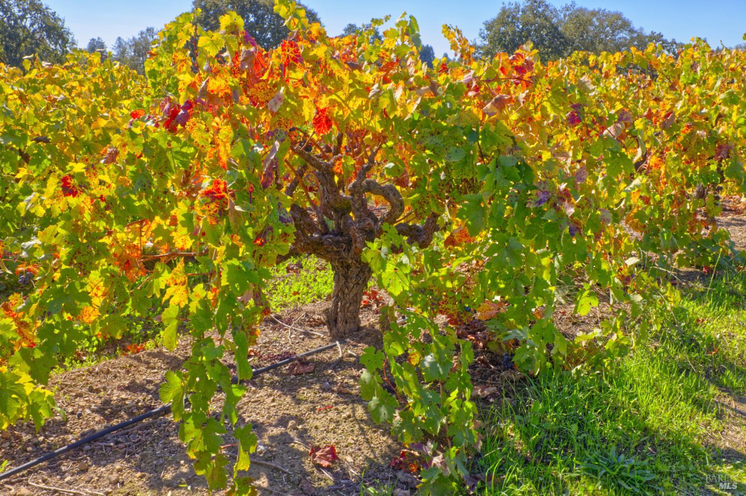 1623 Willowside Road Santa Rosa, CA 95401 - Photo 38 of 47 a backyard of a house with lots of plants
