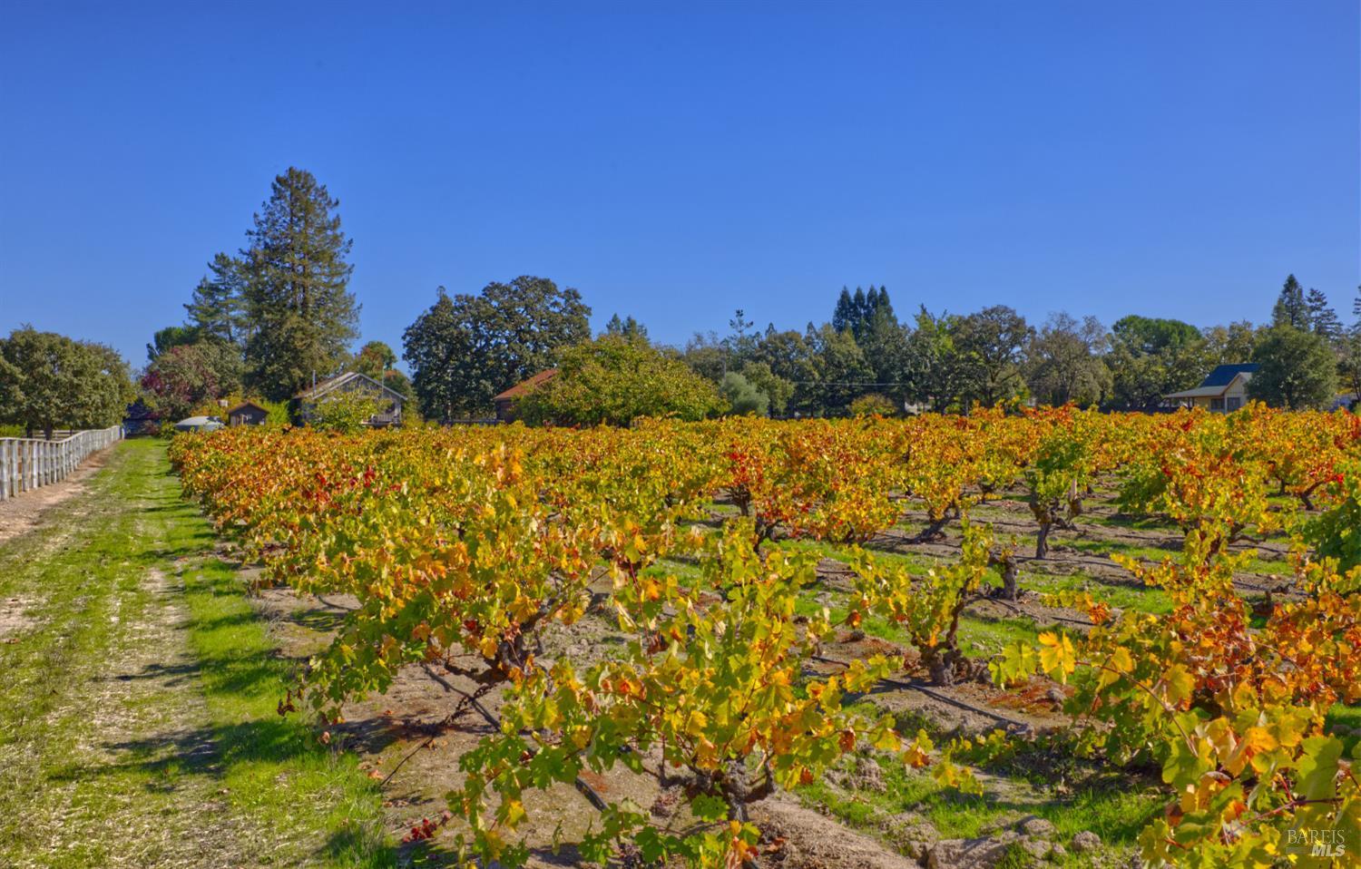 1623 Willowside Road Santa Rosa, CA 95401 - Photo 41 of 47 a view of mountain with large trees