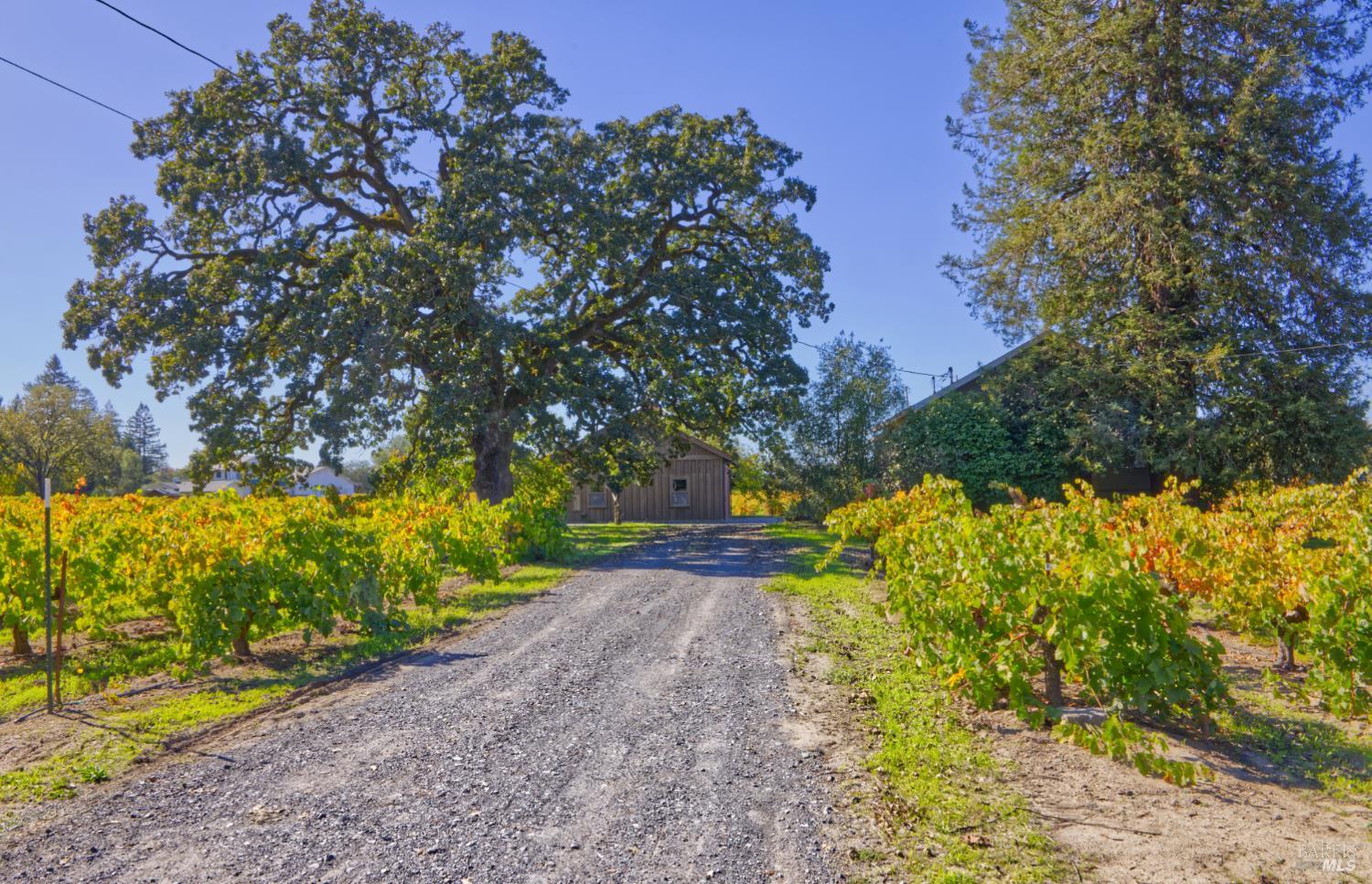 1623 Willowside Road Santa Rosa, CA 95401 - Photo 6 of 47 a view of a pathway with a tree