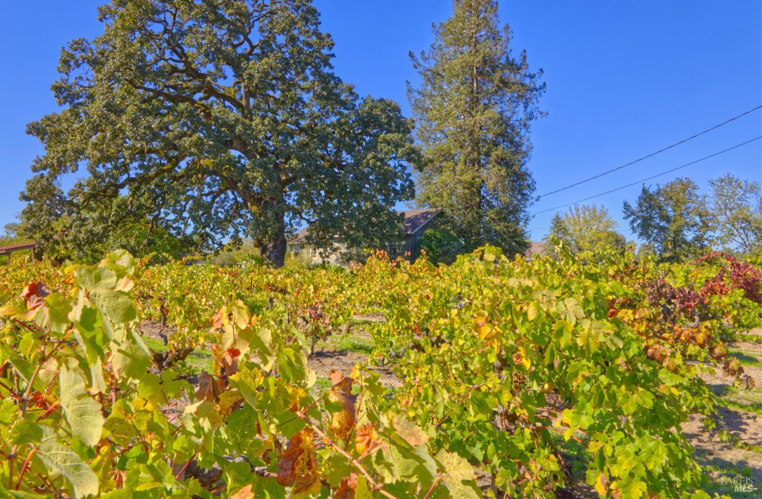1623 Willowside Road Santa Rosa, CA 95401 - Photo 7 of 47 a view of a yard with plants