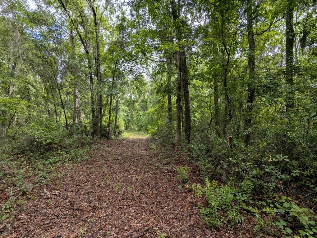 91st Street Alachua, FL 32615 - Photo 29 of 36 a view of a forest with trees in the background