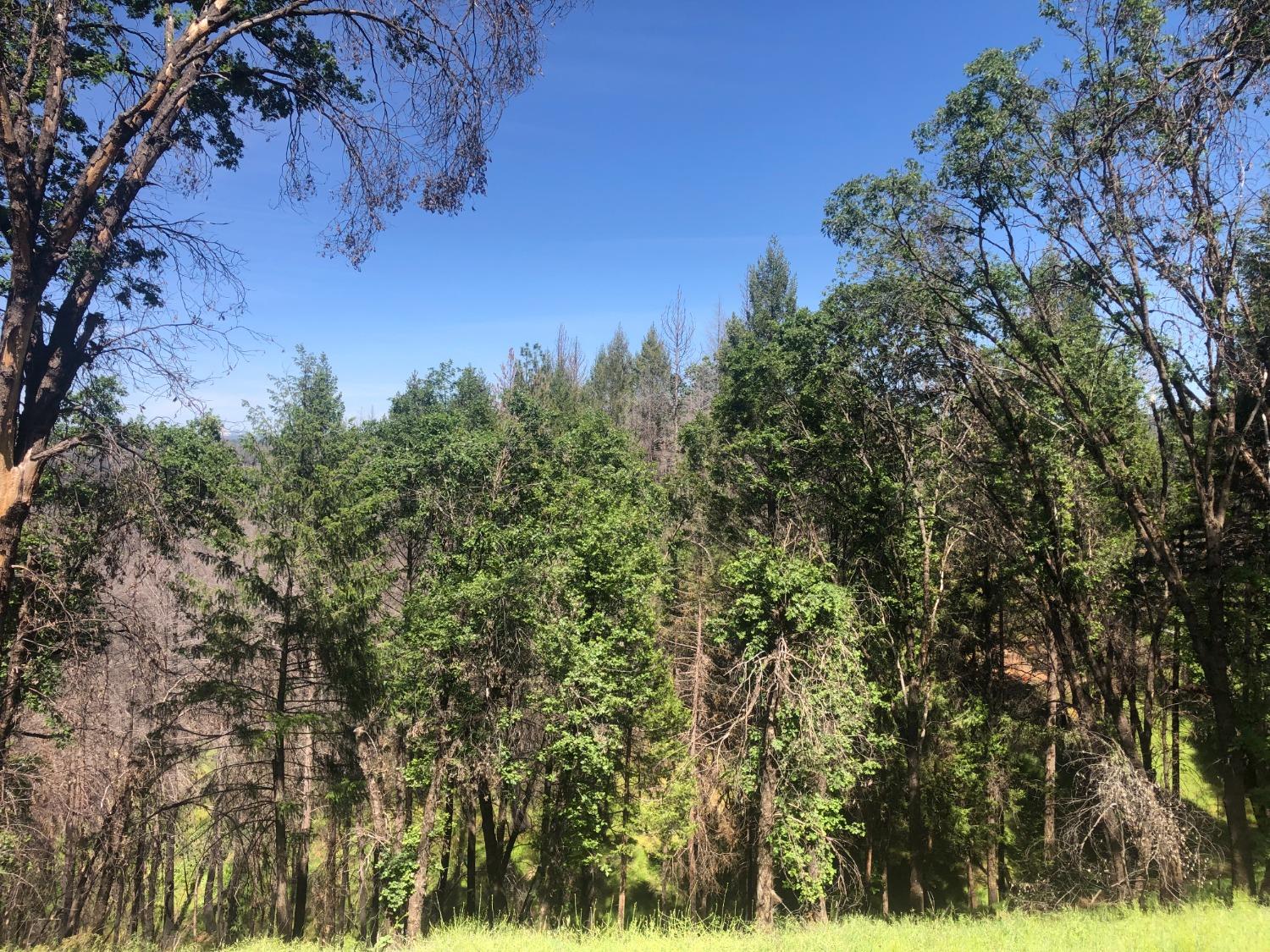 21602 Oxnard Court Grass Valley, CA 95949 - Photo 7 of 11 a view of a yard with a tree