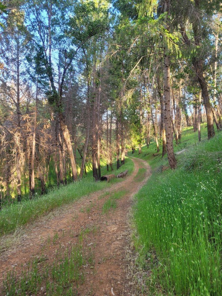 21602 Oxnard Court Grass Valley, CA 95949 - Photo 10 of 11 a view of road view with large trees